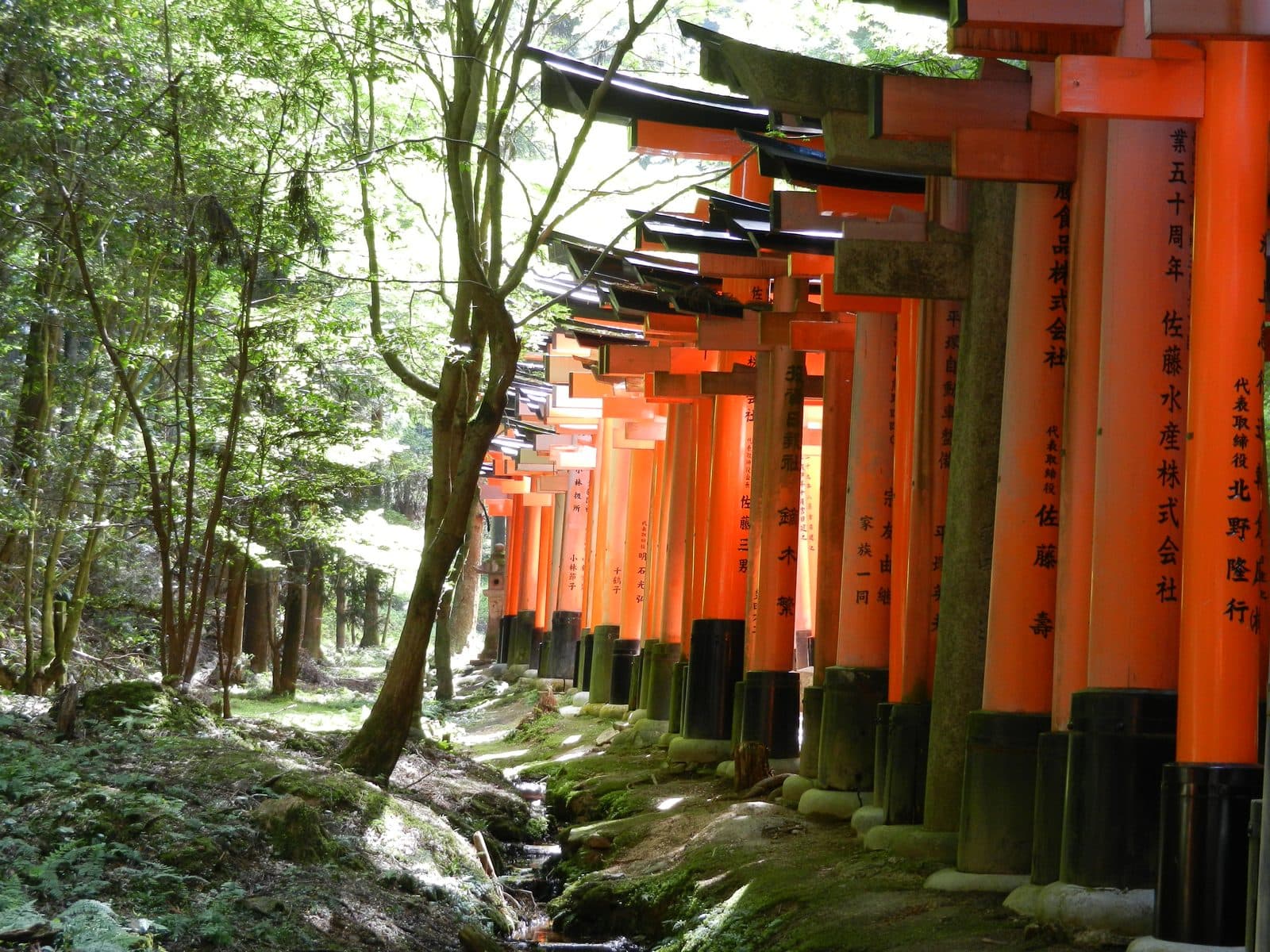 Vermilion torii gates running uphill through forest at Fushimi Inari, Kyoto
